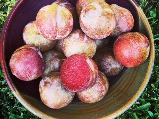 Плумкот, априум и шарафуга — уникальные межвидовые гибриды абрикоса и сливы- АГРОНОВОСТИ